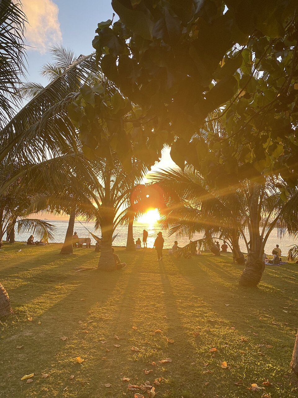 Late sun through the trees on the lawns of Ala Moana Regional Park