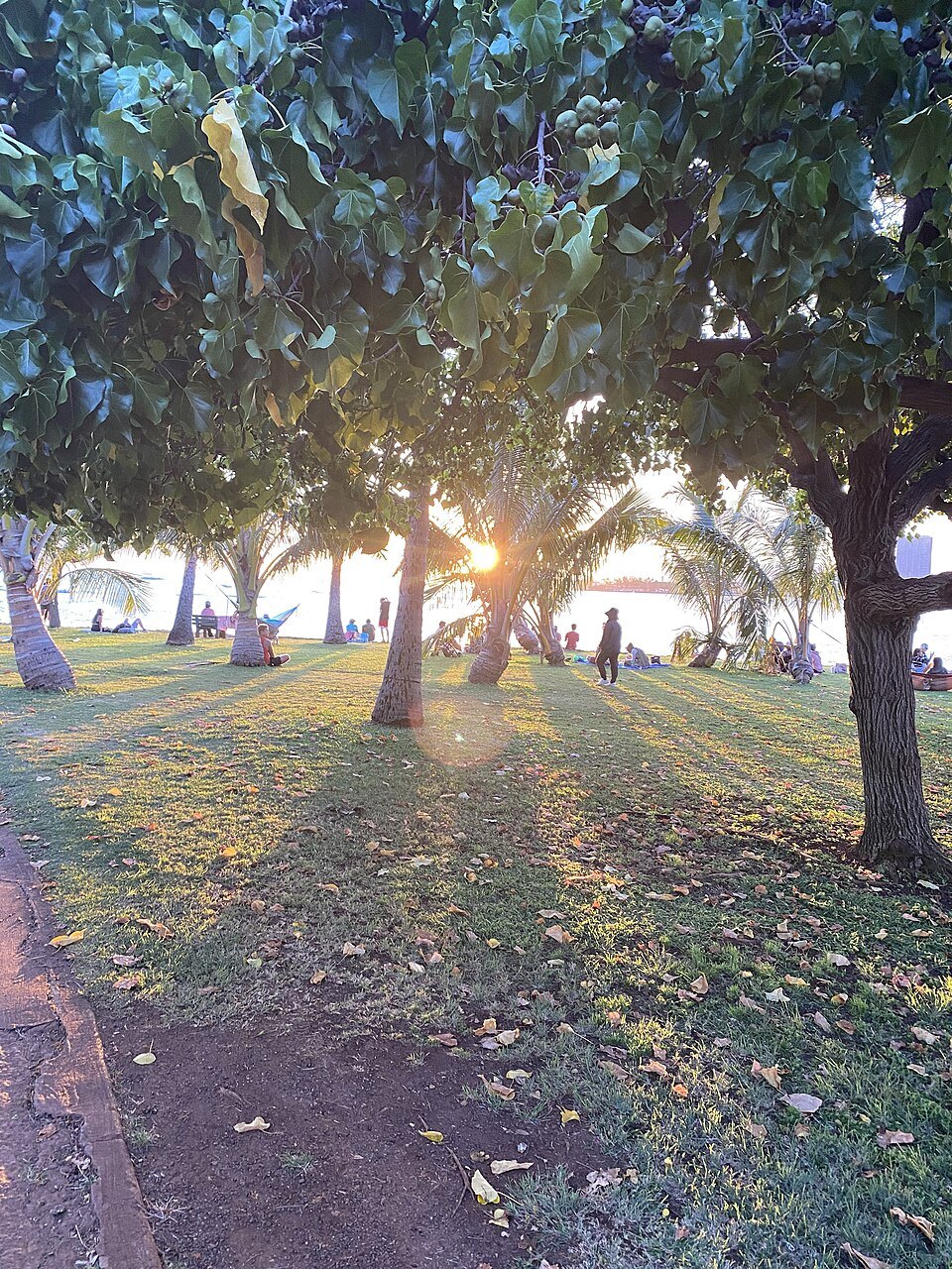 Shade trees and long shadows in Ala Moana Regional Park