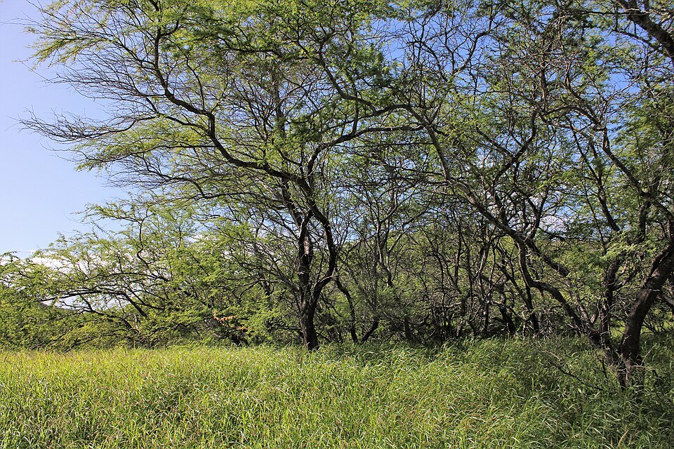 Kiawe trees on the crater floor, the rim behind