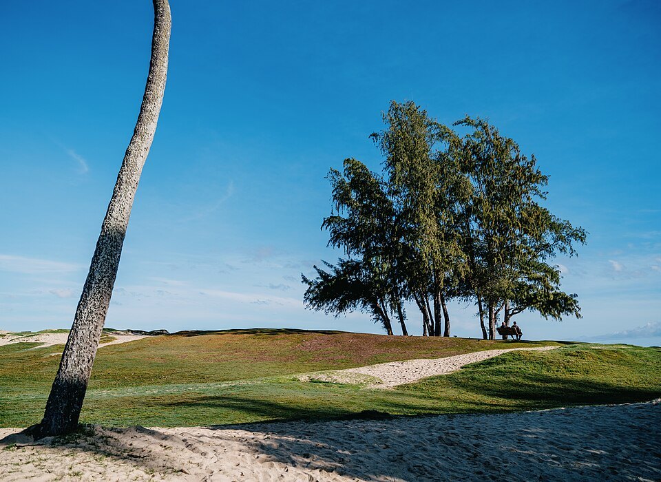 Ironwood trees above the sand at Kailua Beach Park