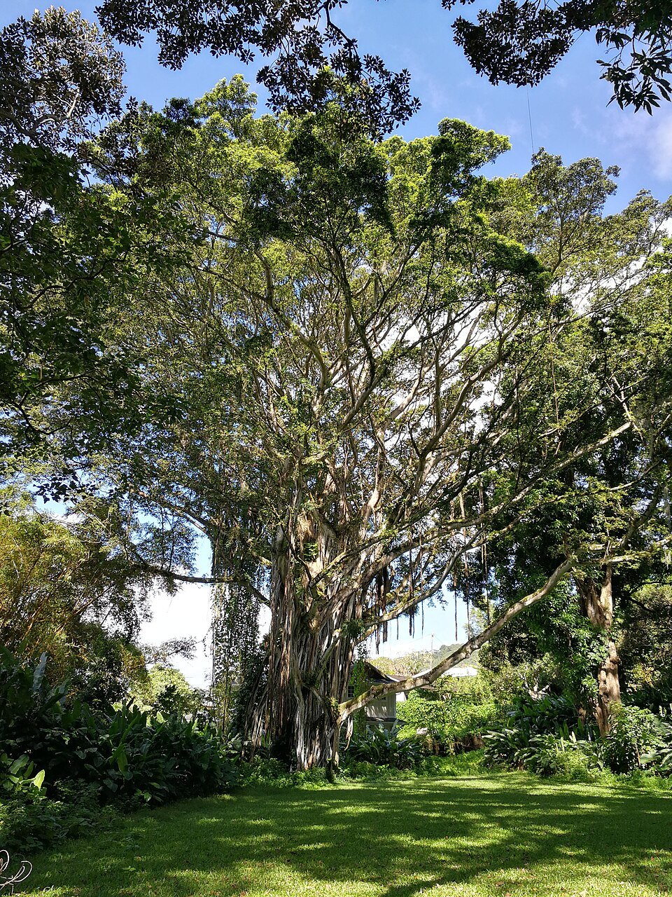 The grounds of Hānaiakamalama, Queen Emma's summer palace, under old trees