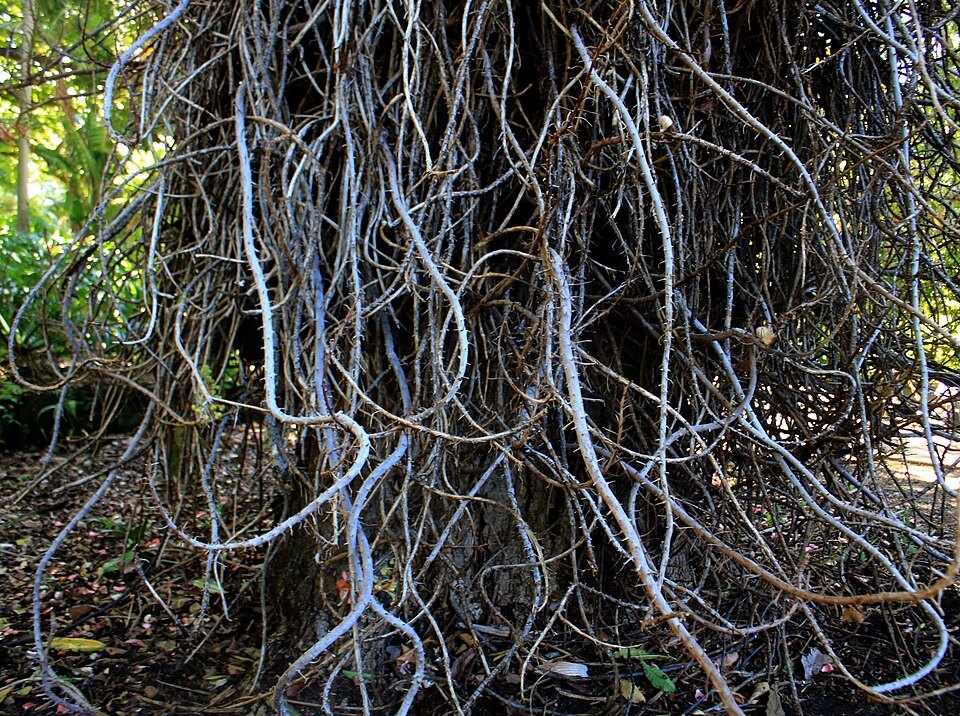 The hanging roots of the cannonball tree
