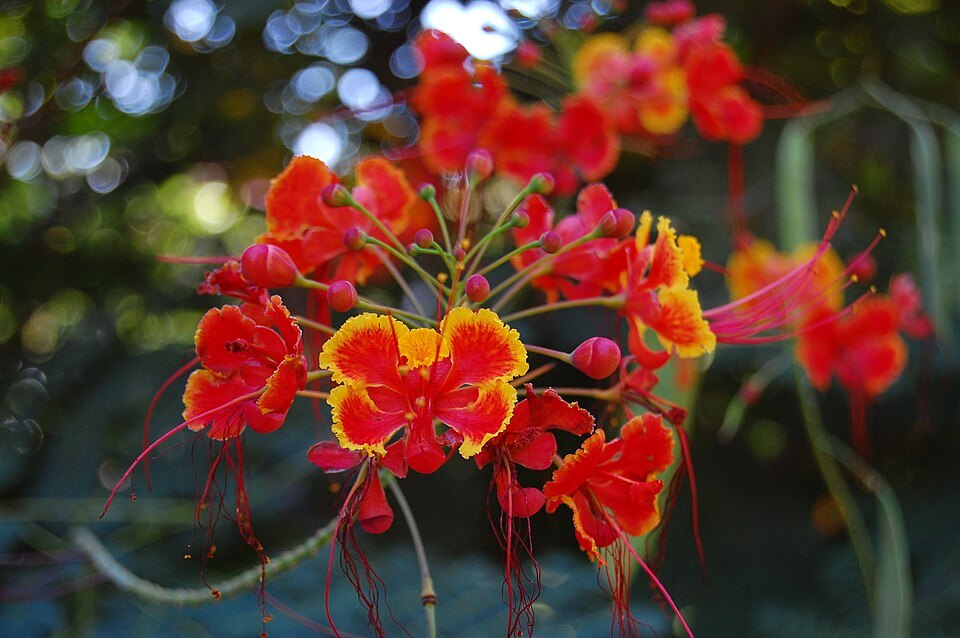 ʻOhai aliʻi in bloom, red and orange