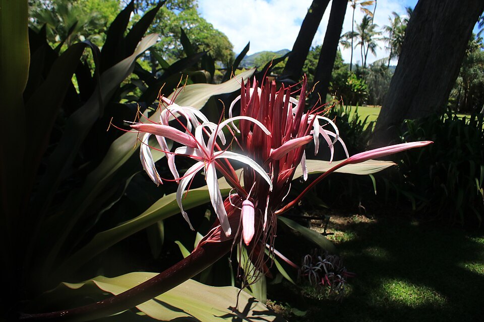 Foster Botanical Garden