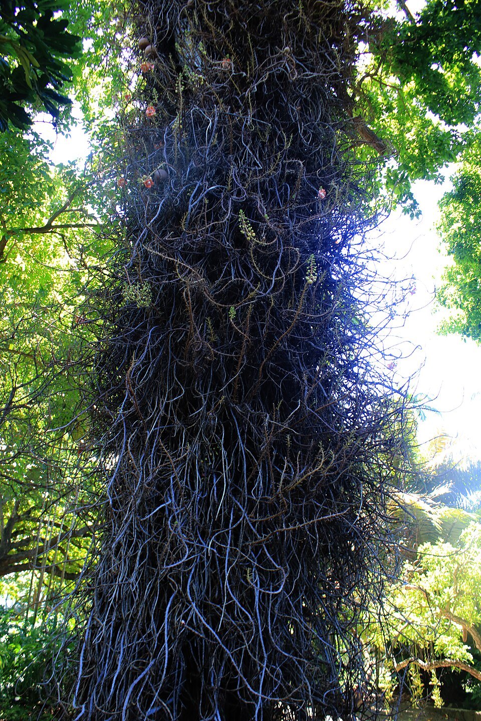 The cannonball tree's trunk, wrapped in its flowering stems
