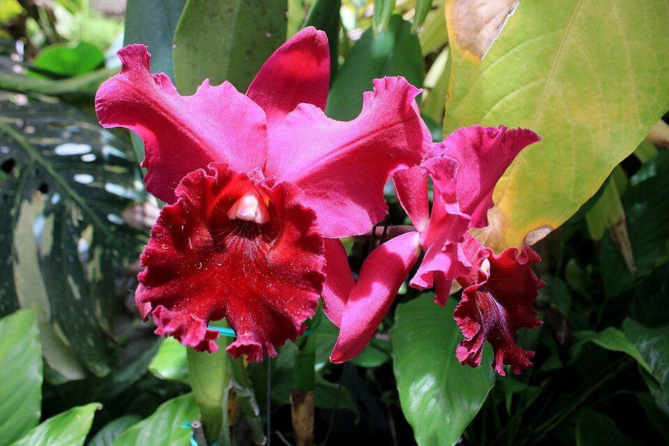 A deep pink cattleya orchid among the garden's leaves