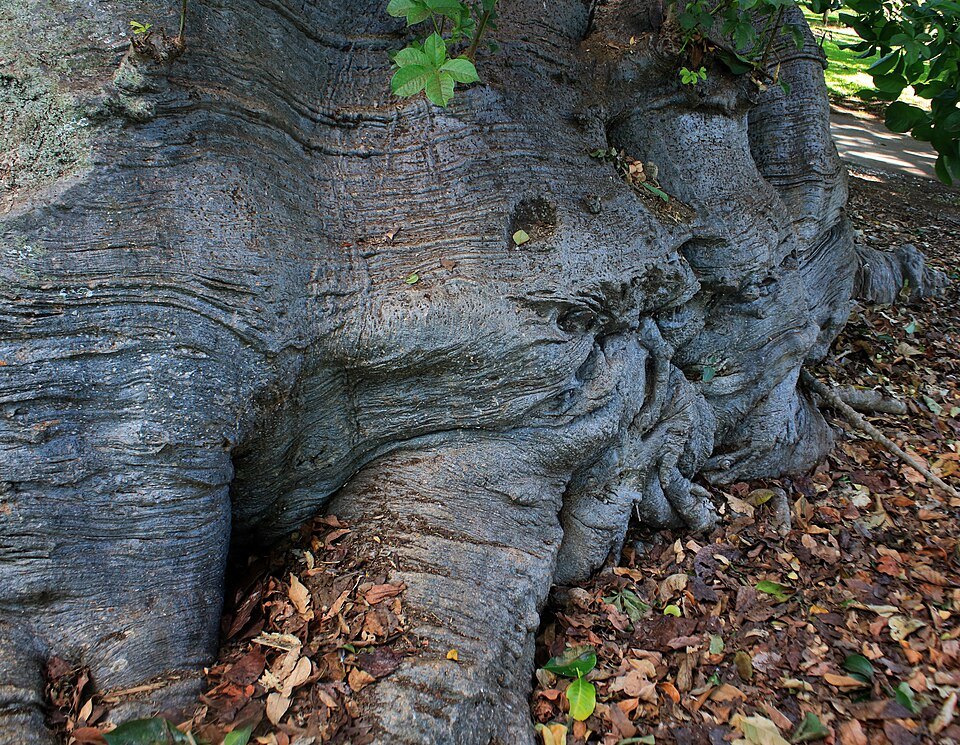 The folded bark at the foot of a baobab in Foster Botanical Garden