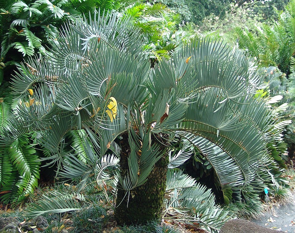 A cycad, Encephalartos, in the garden's collection of rare plants