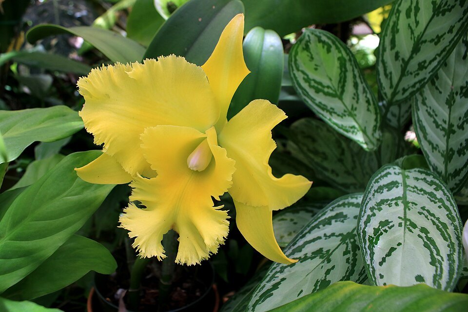 A yellow cattleya orchid in Foster Botanical Garden