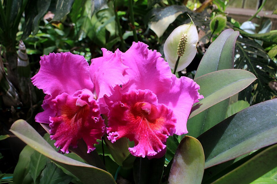 A magenta cattleya orchid in bloom at Foster