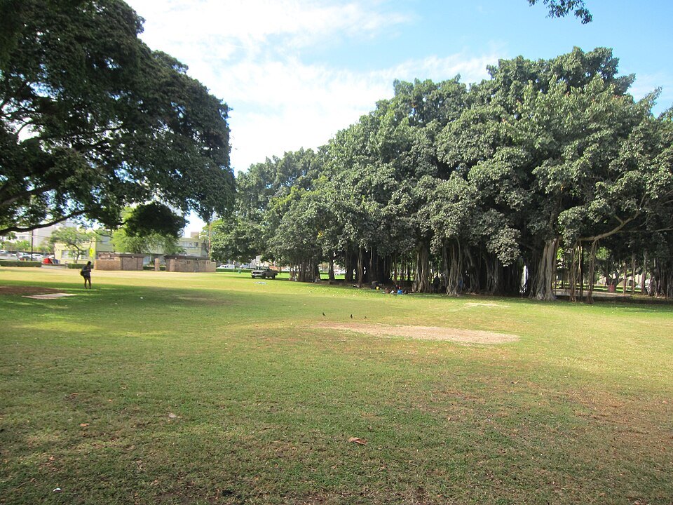 The banyans of Thomas Square, across the street from the museum