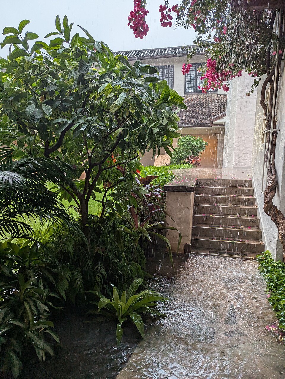 A stair between plumeria and bougainvillea at the museum