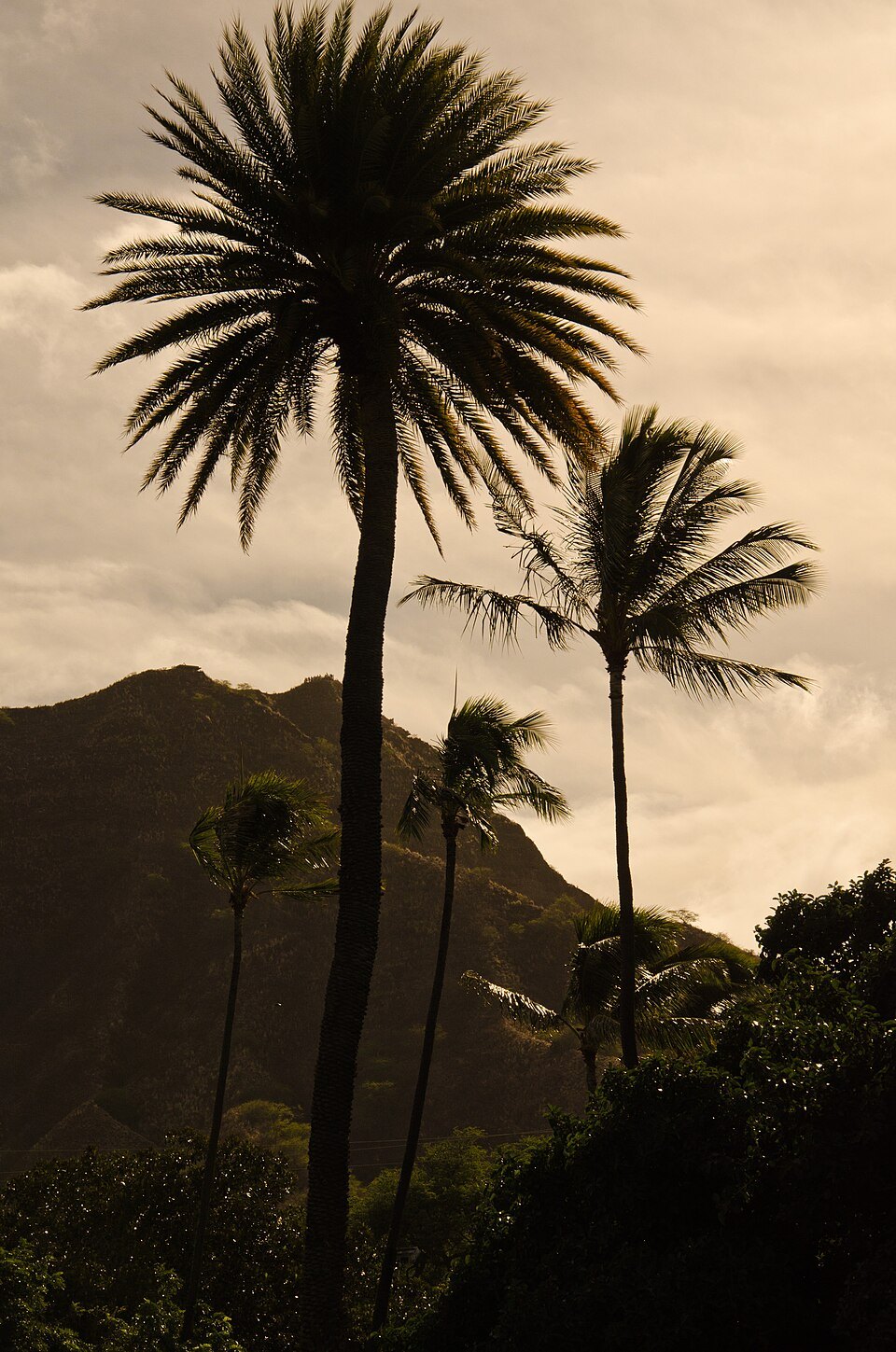 Palms against Diamond Head at dusk in Kapiʻolani Park