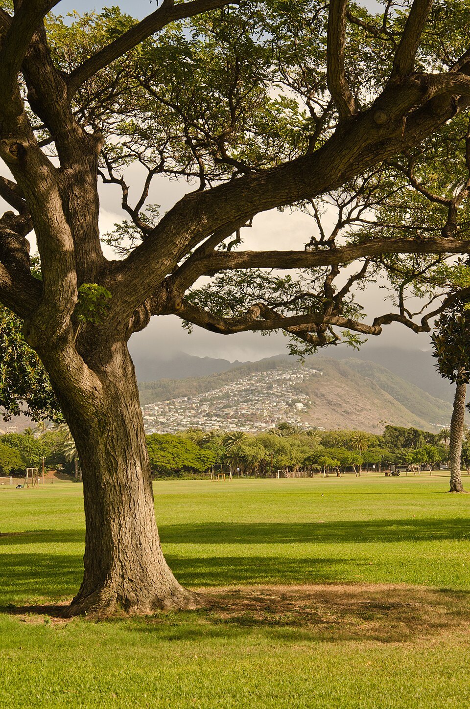 A spreading tree on the lawns of Kapiʻolani Park