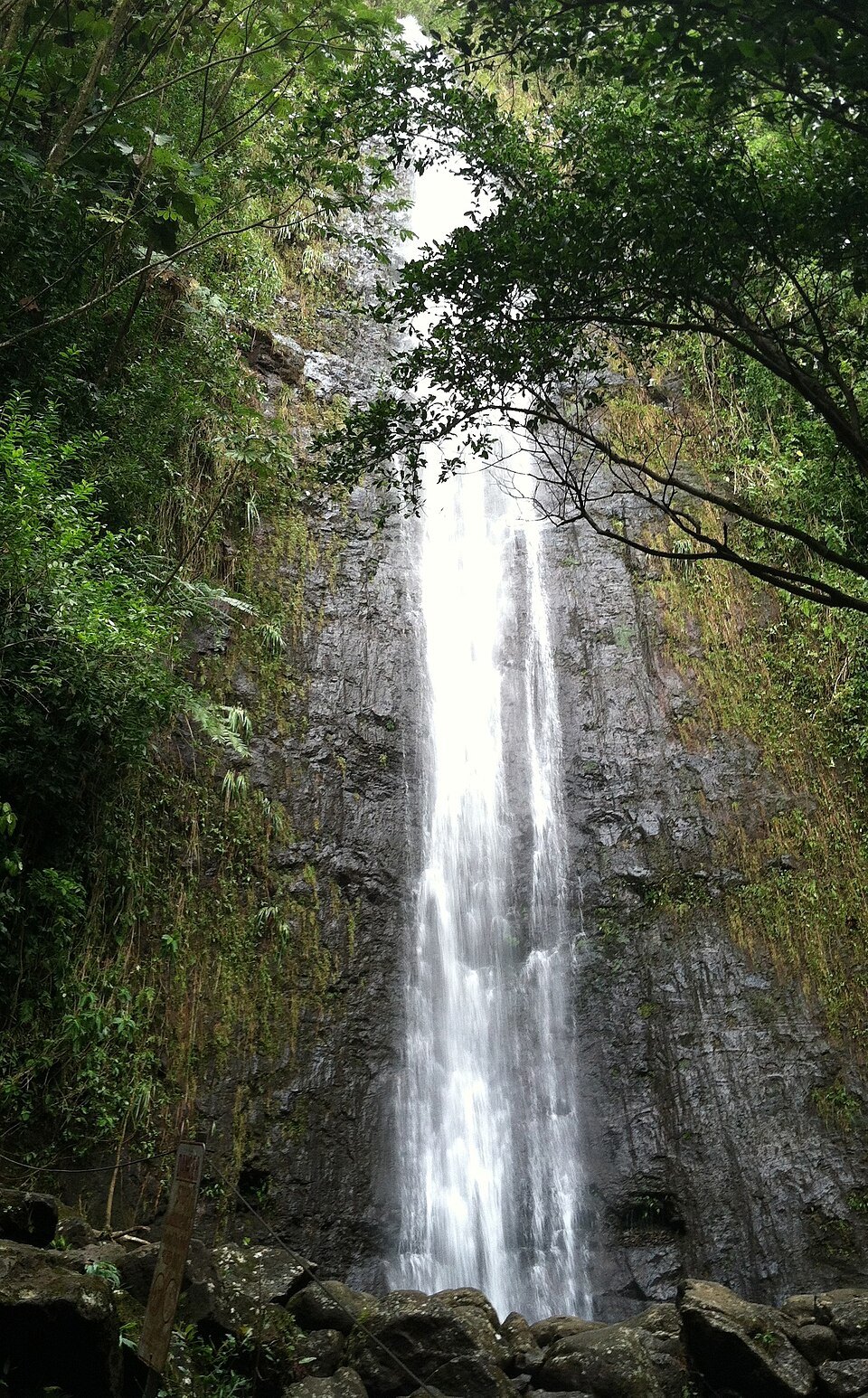 Mānoa Falls dropping down its mossy cliff