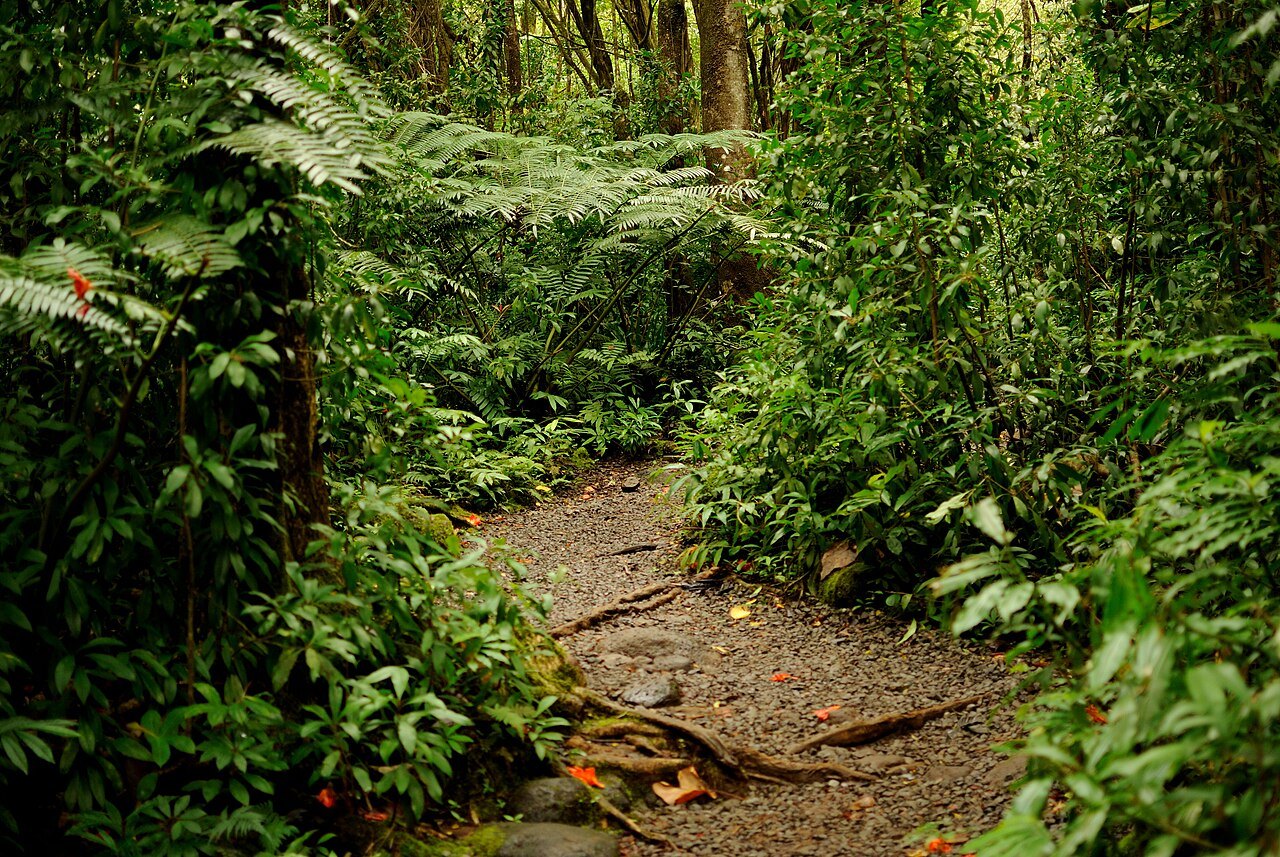 Mānoa Falls and Lyon Arboretum