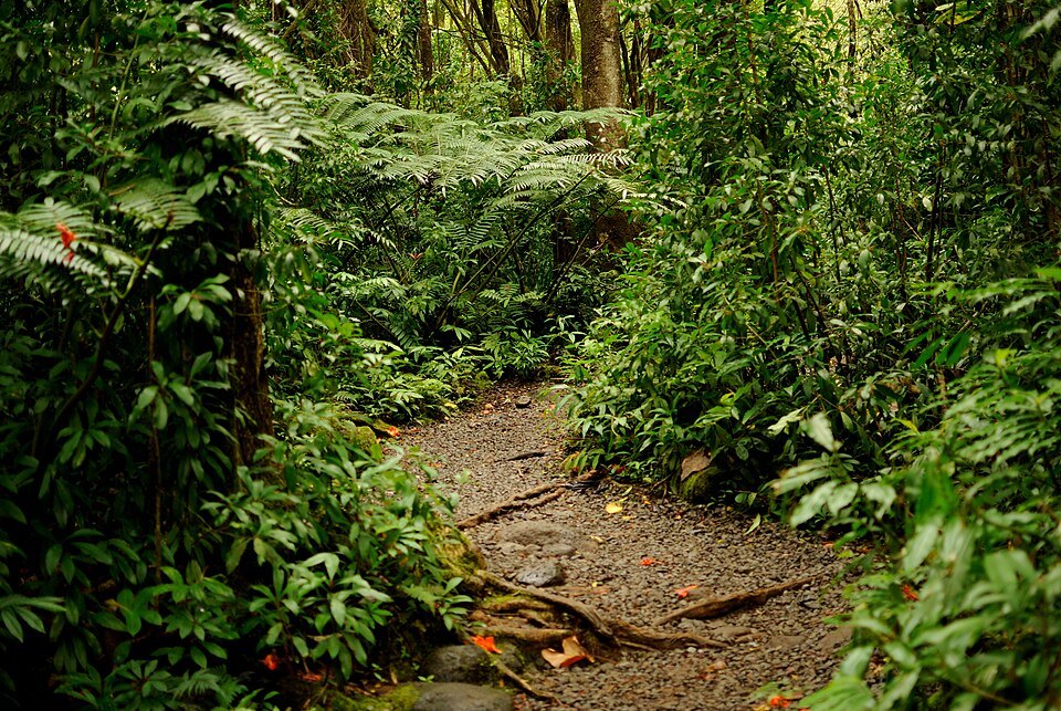 Mānoa Falls and Lyon Arboretum