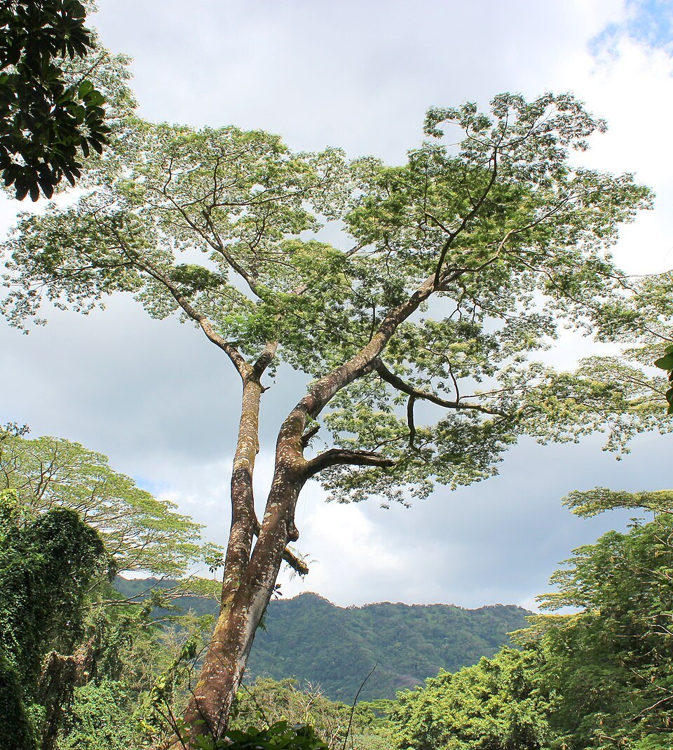 A tall tree above the rainforest on the Mānoa Falls trail