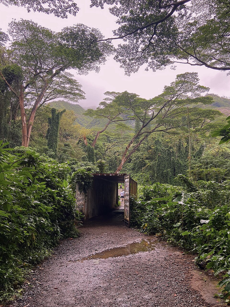 The start of the Mānoa Falls trail, through a short tunnel of trees