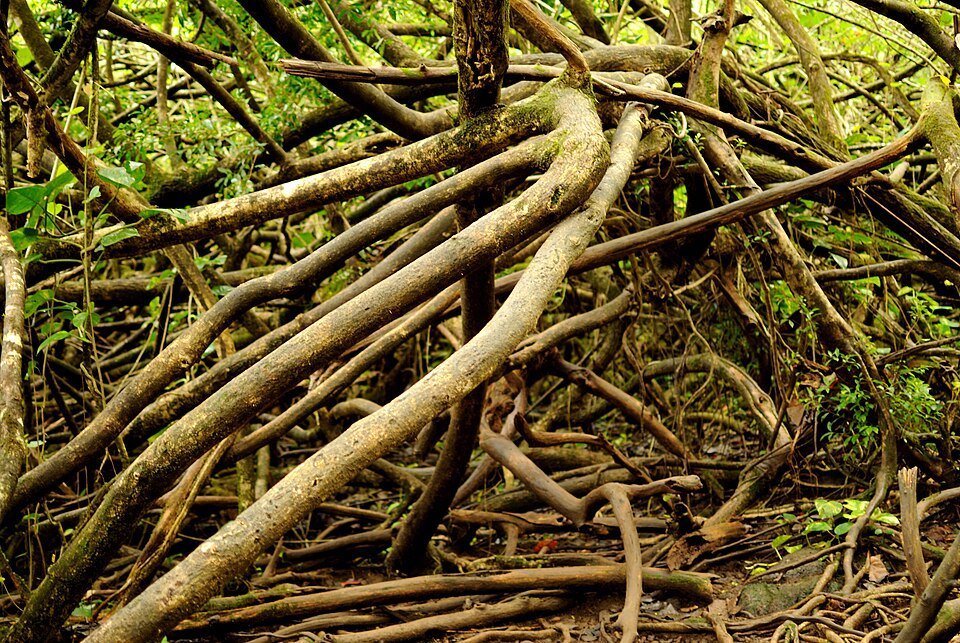Tangled roots across the Mānoa Falls trail