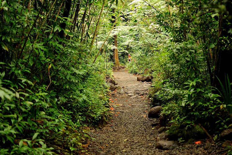 The Mānoa Falls trail under a green canopy