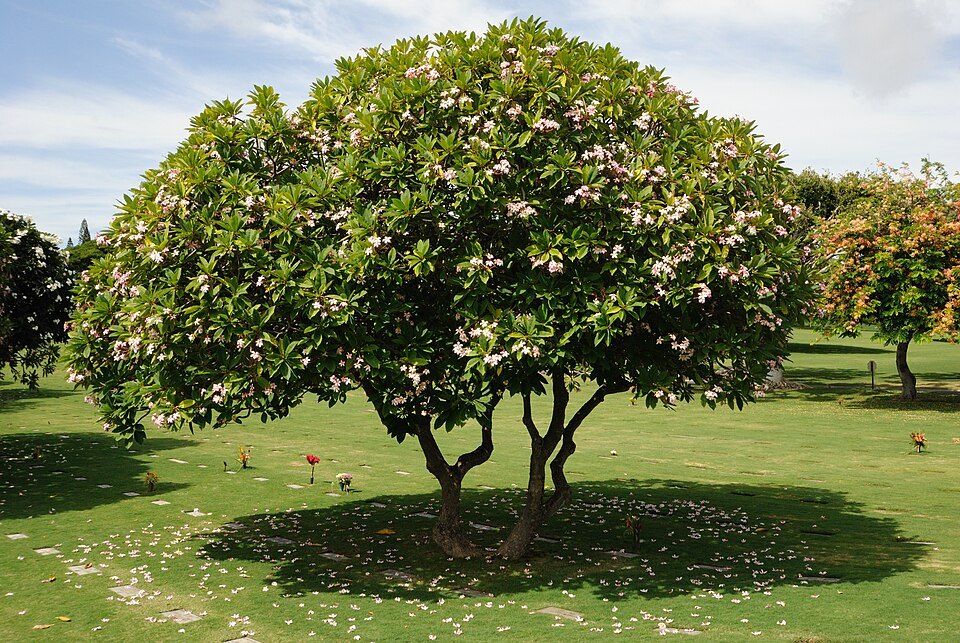 A plumeria tree in bloom on the cemetery lawn