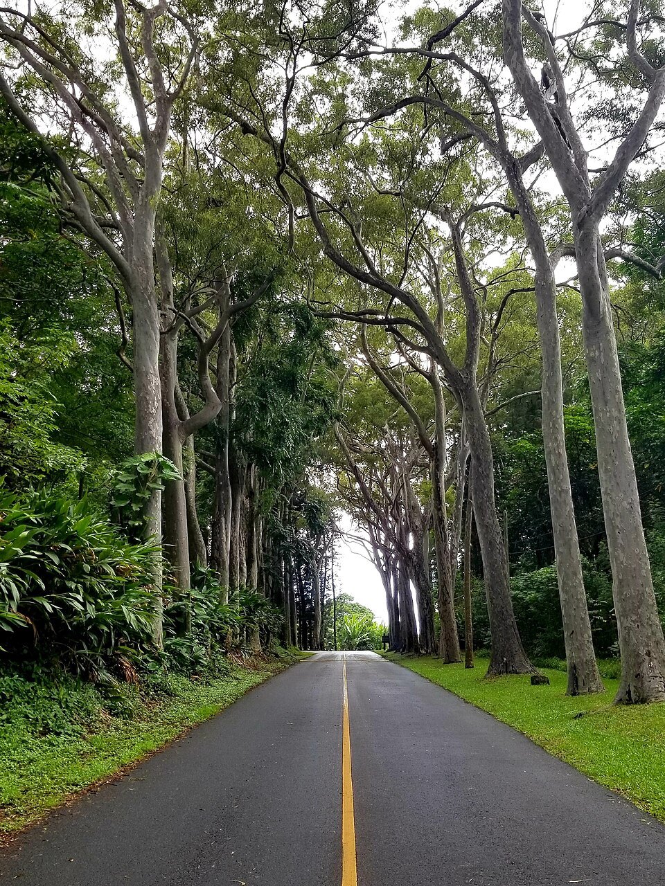 A road under a tall avenue of trees on the Tantalus heights