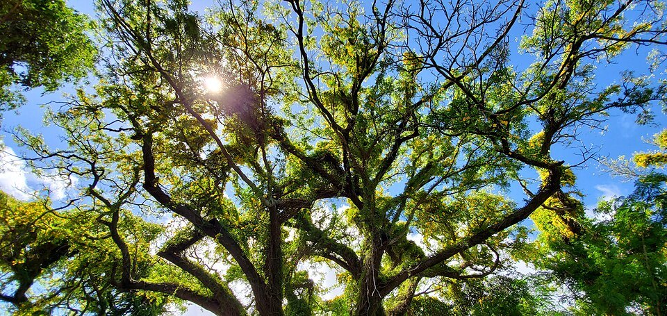 A monkeypod's branches over Tantalus Drive