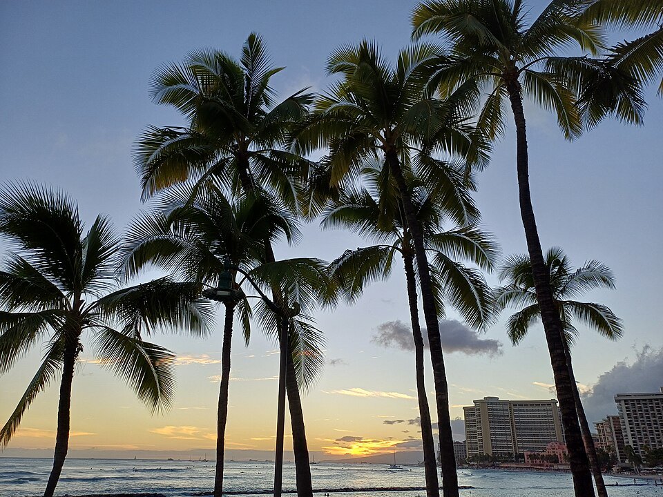 Palms silhouetted at sunset on Kūhiō Beach